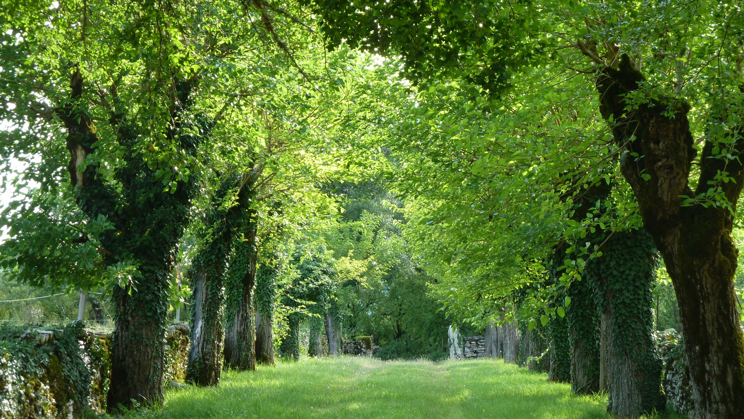 Allée2